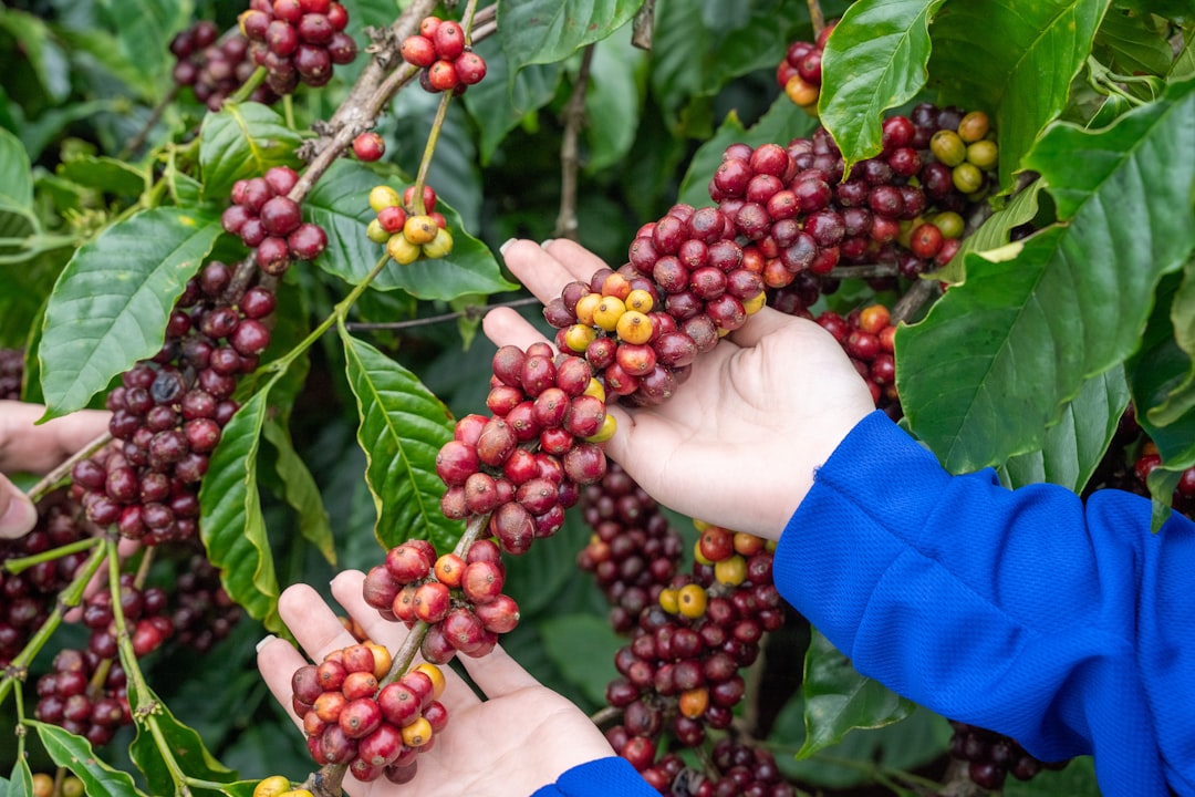 Hands harvesting ripe coffee cherries