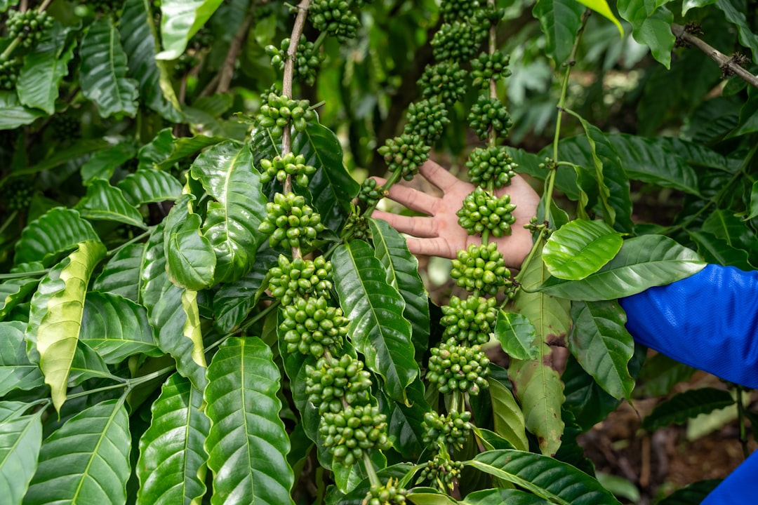 Green coffee beans growing on tree branch